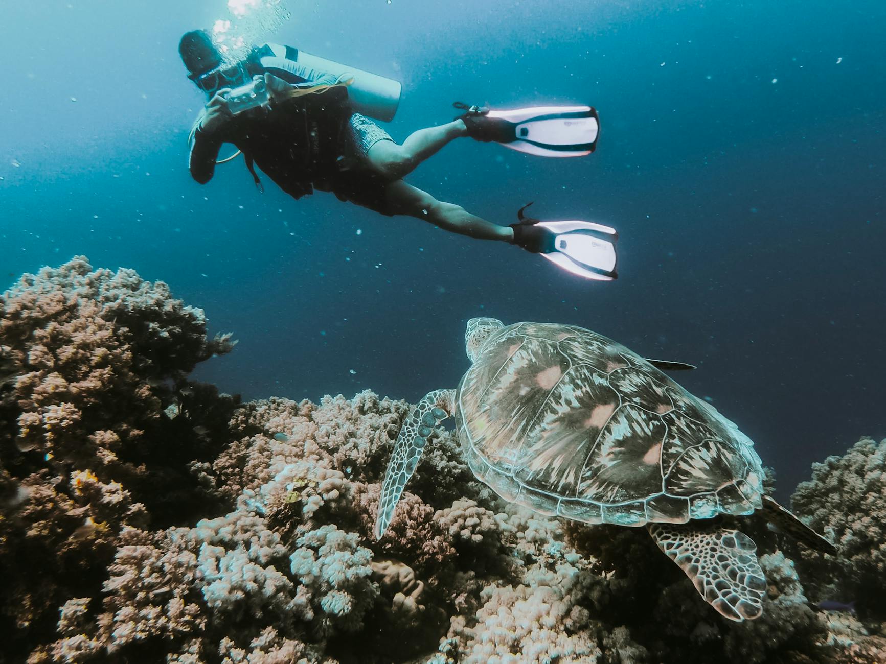 person swimming under water taking photo of turtle from blog post Sandals South Coast, honest review