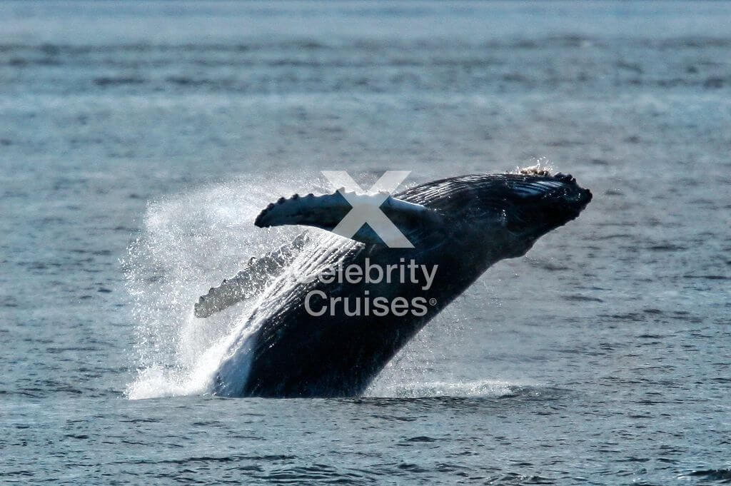whale jumping out of water in ocean from blog post Alaska Cruise Guide