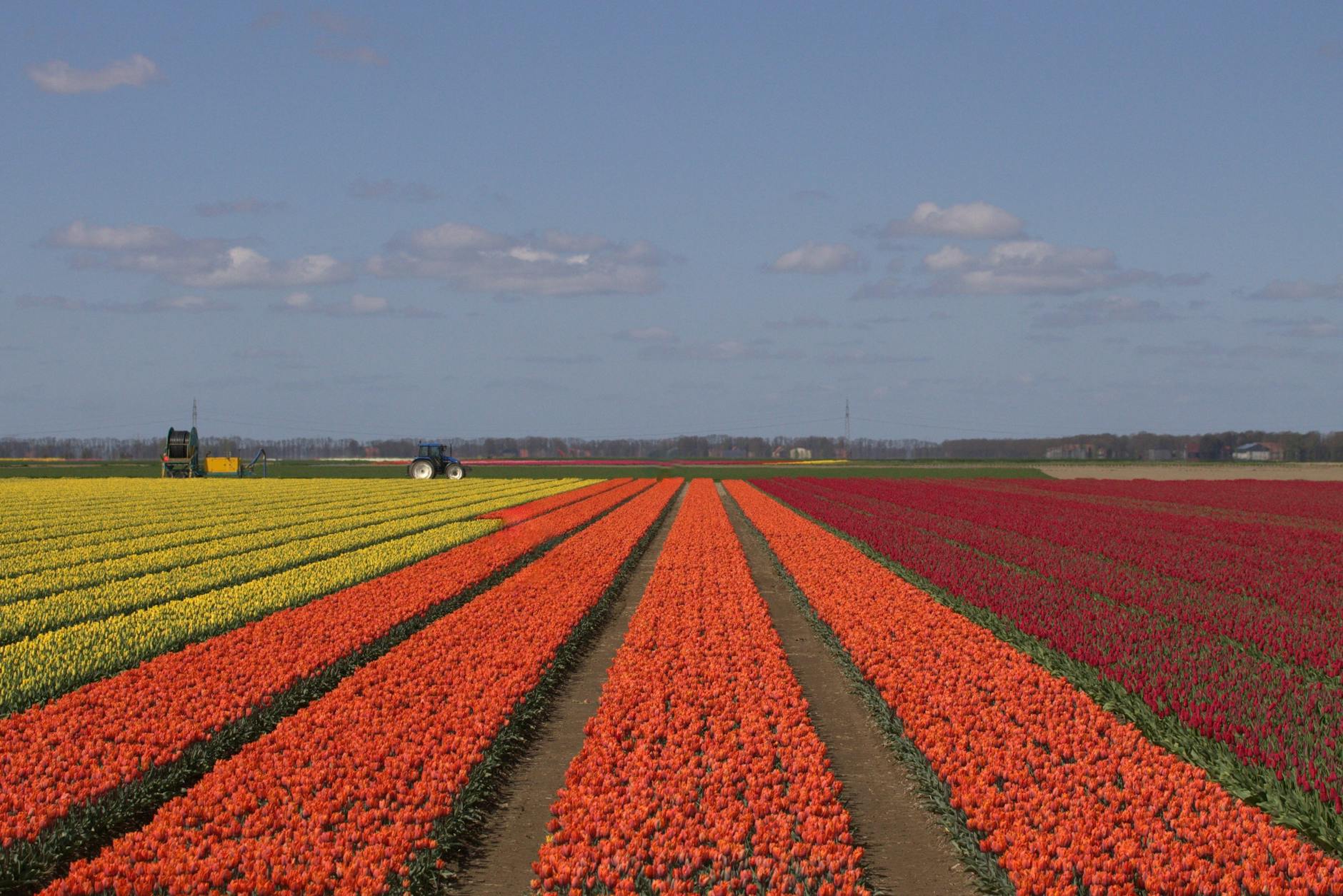 floriculture of tulips flower in a field from blog post:Celebrity River Cruises: A First Timer Guide for Ocean Cruisers Curious About River Cruising