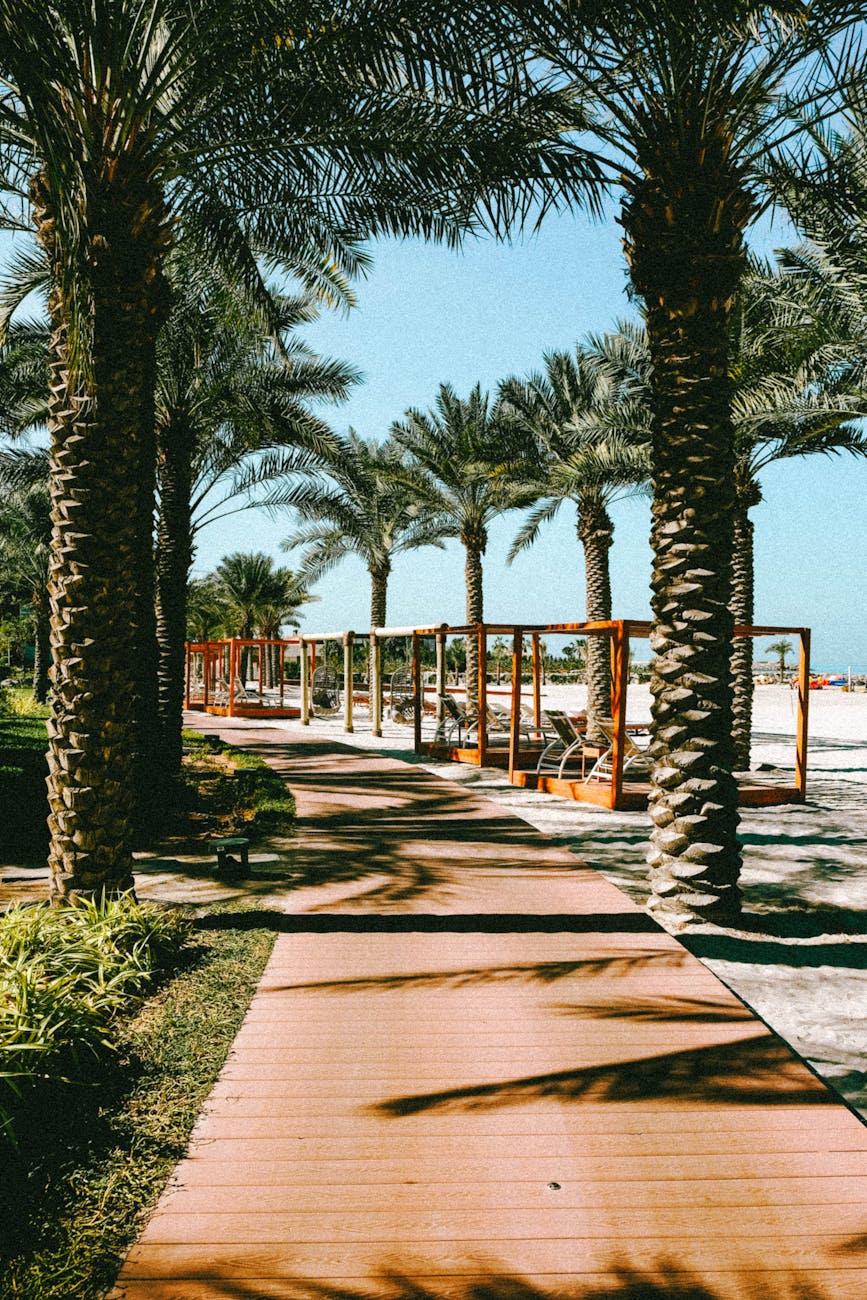 scenic palm lined walkway at beach resort