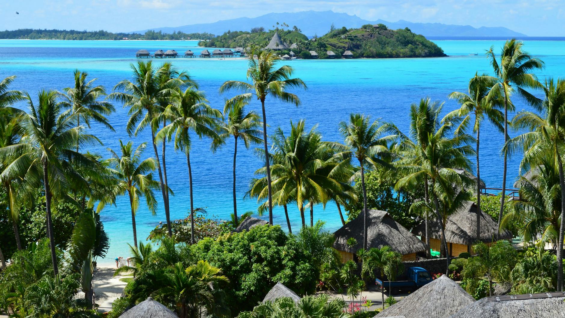 birds eye view of palm trees at a beach resort
